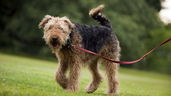Visiting Dunham Massey with a dog